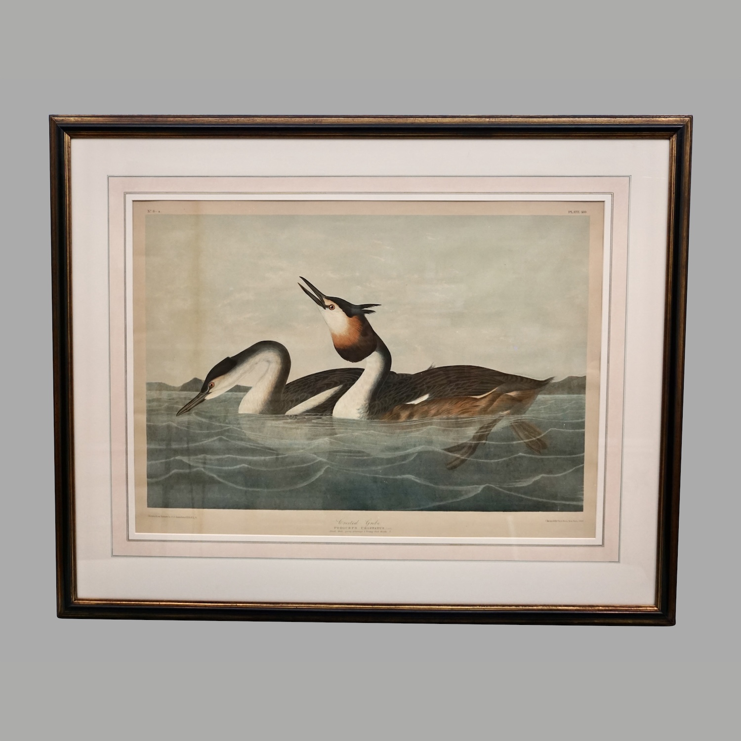 john-james-audubon-chromolithograph-crested-grebe-plate-389-jbien-ny-1860-c523-7