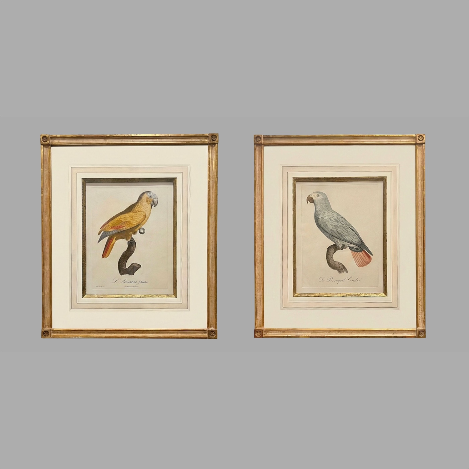 pair-vintage-gilt-framed-colored-engravings-parrots-p126-3