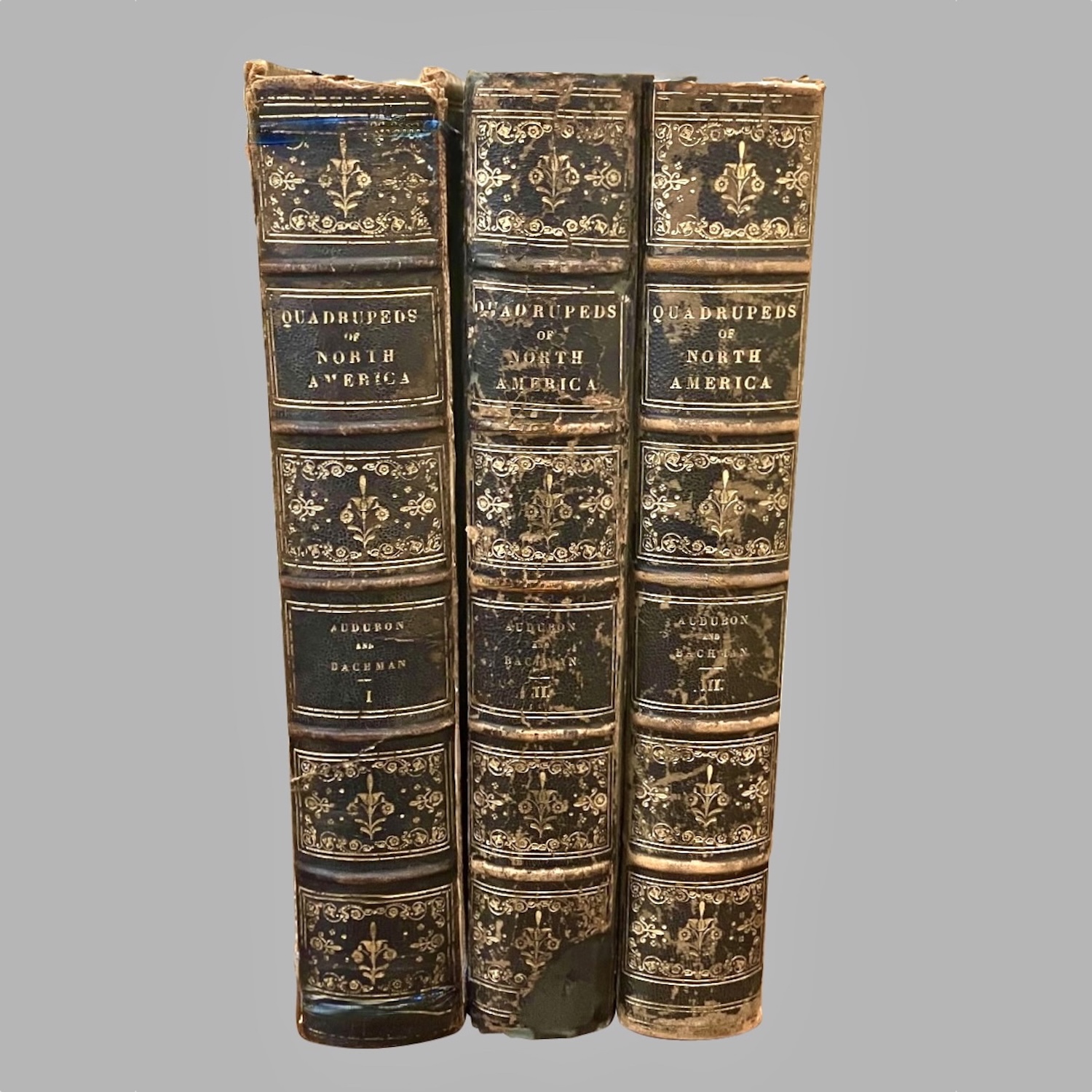 the-quadrupeds-north-america-john-james-audubon-john-bachman-3-royal-octavo-volumes-published-new-york-1854-c1021-16a